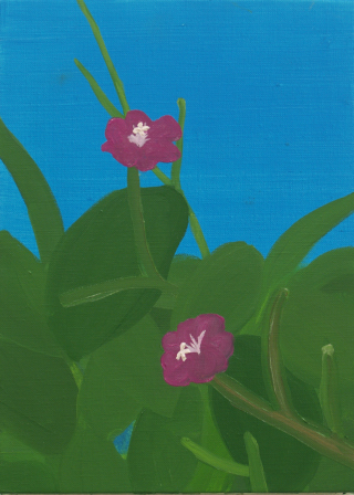 オオアカバナ/2007